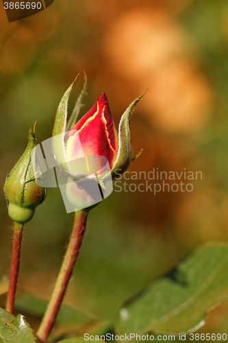 Image of Rosebud