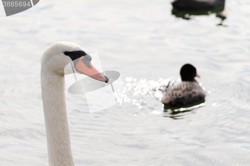 Image of White swan