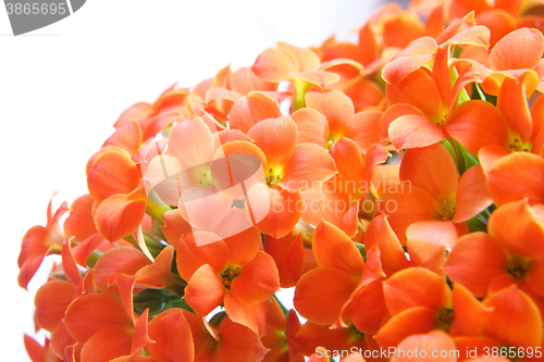 Image of Beautiful flower