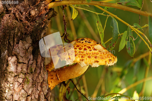 Image of brown tree fungus