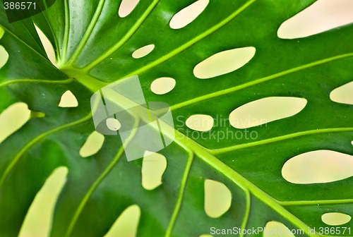 Image of palm leaf