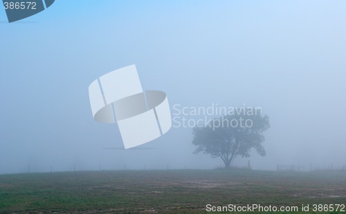 Image of lonely tree