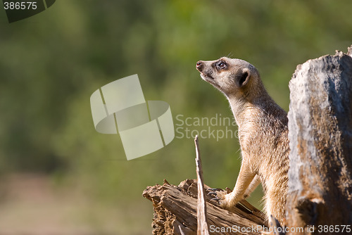 Image of meerkat on guard