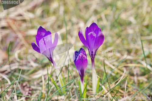 Image of violet crocus flower