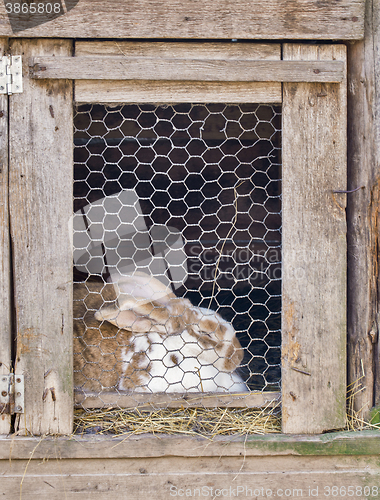 Image of rabbit in cage