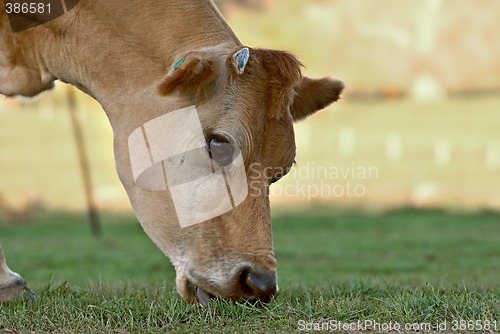 Image of eating grass