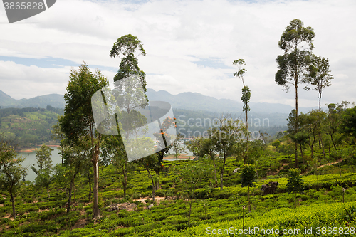 Image of tea plantation field on Sri Lanka