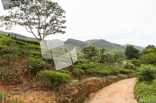 Image of road and tea plantation field on Sri Lanka