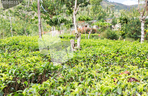 Image of tea plantation field on Sri Lanka