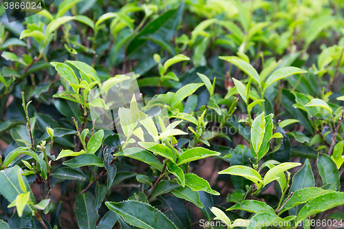 Image of tea plantation field on Sri Lanka