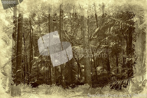 Image of rain forest