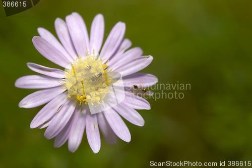 Image of ants on flower