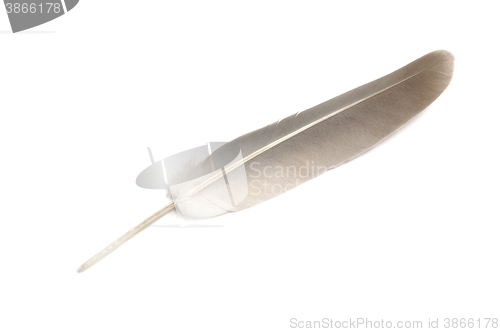 Image of Dove feather