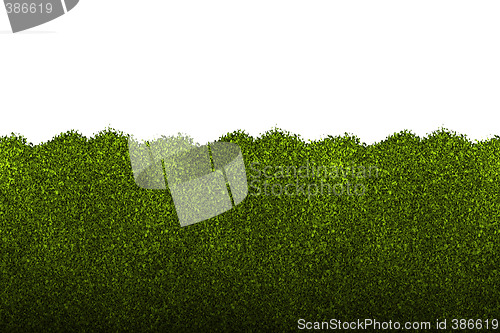 Image of hedge