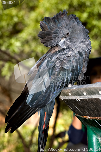Image of glossy black cockatoo