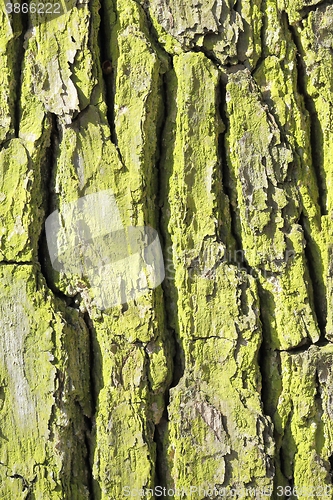 Image of Bark of pine.