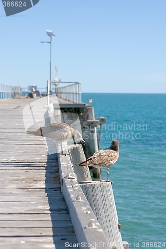 Image of two birds