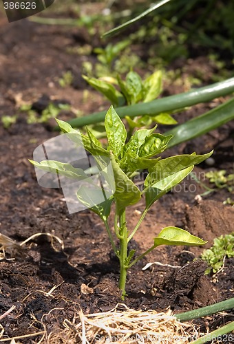 Image of small capsicum plant growing in compost