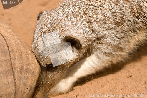 Image of meerkat digging