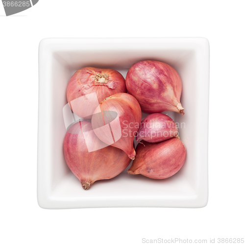 Image of Shallot