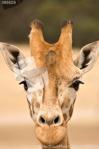 Image of close up of a giraffe at eye close up of giraffe at eye level