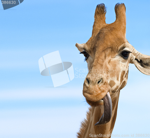 Image of giraffe looking stupid