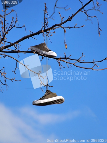 Image of Shoes on a tree