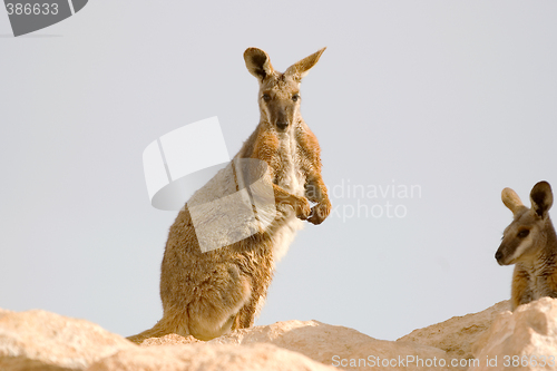 Image of yellow footed rock wallaby