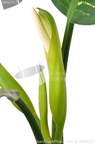 Image of Dumb Cane flower isolated