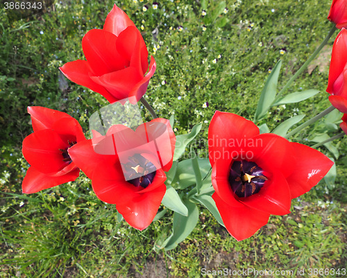 Image of Red Tulips flower