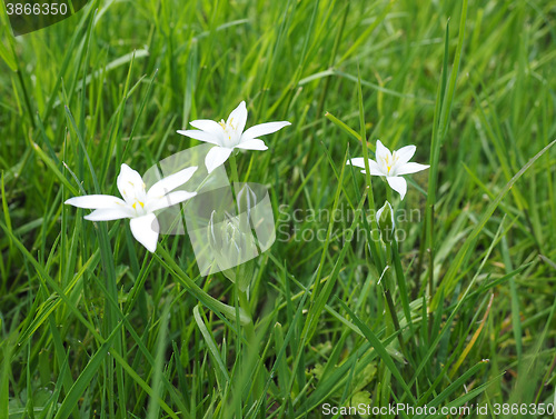 Image of Star of Bethlehem flower