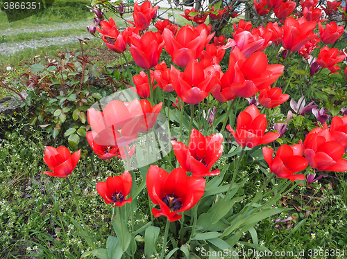 Image of Red Tulips flower