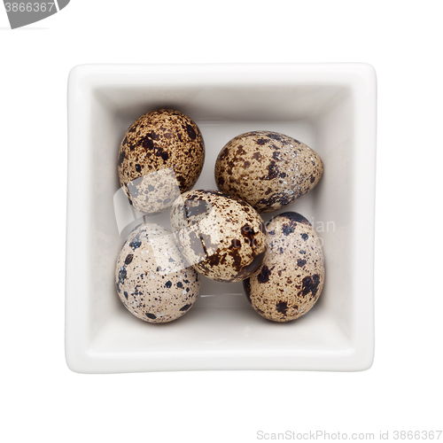 Image of Quail egg