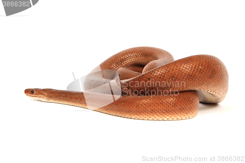 Image of rainbow boa snake