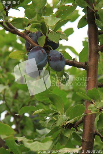 Image of blue plums tree