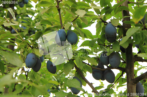 Image of blue plums tree