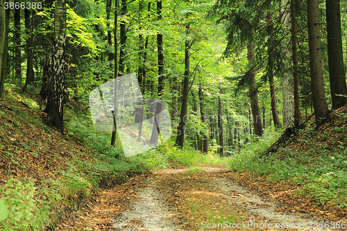 Image of road in the forest
