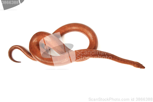 Image of rainbow boa snake