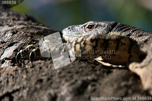 Image of climbing goanna