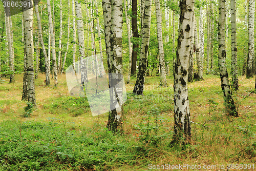 Image of birch tree forest