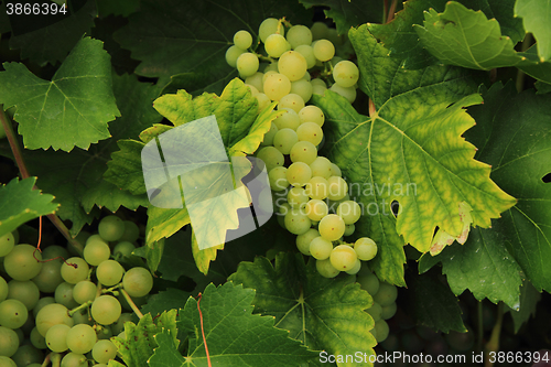 Image of white grapes from the farm