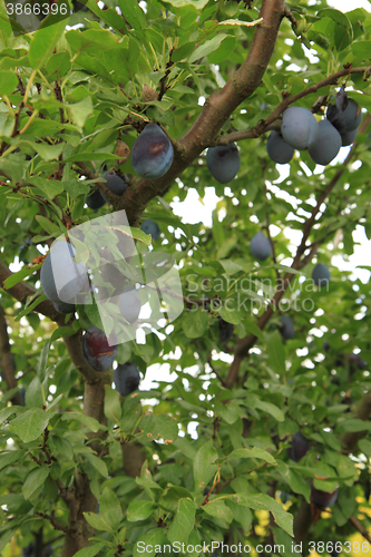Image of blue plums tree