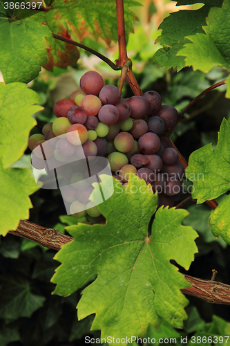 Image of red grapes from the farm