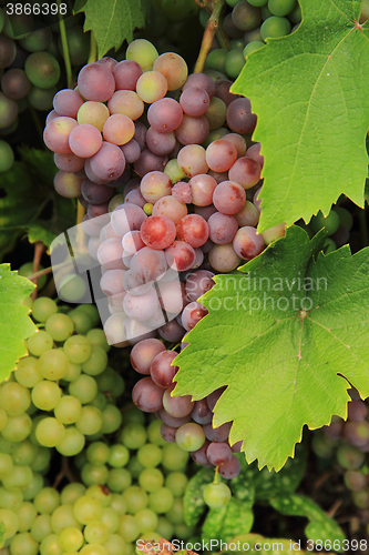 Image of red grapes from the farm