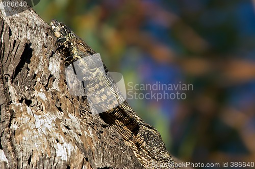 Image of resting goanna