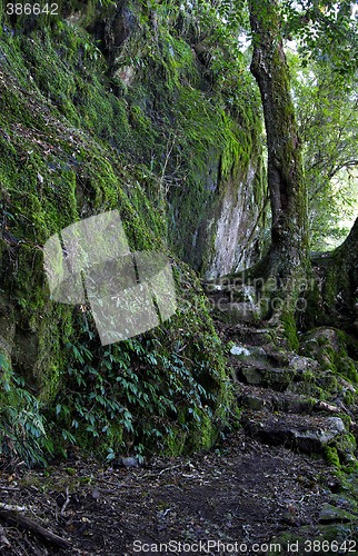 Image of rainforest path