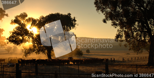 Image of cows in the morning