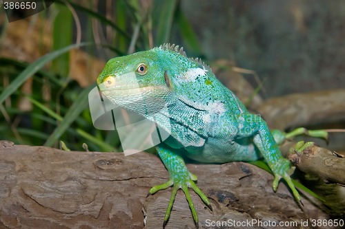 Image of green iguana