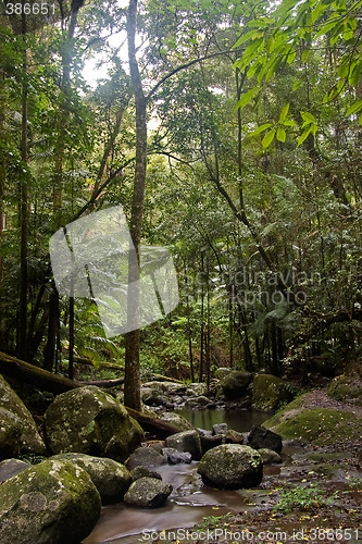 Image of rain forest