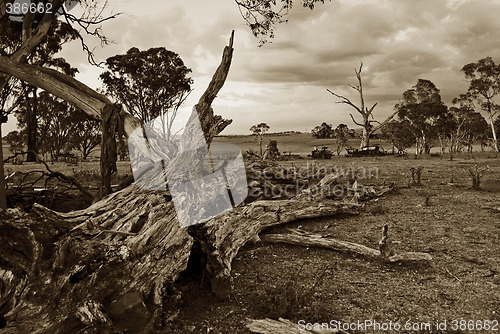 Image of fallen tree